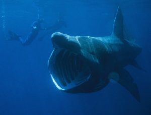 Tiburón peregrino El pez más grande del mundo