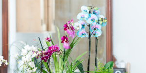 top 10 otázok týkajúcich sa starostlivosti o orchideu