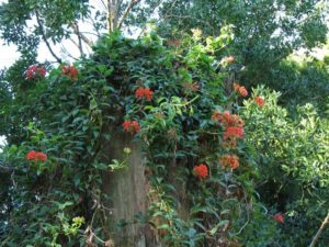 Popínavé rostliny Bomarea multiflora