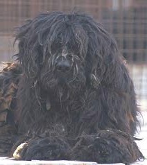 Tybetański Kyi Apso - chińskie rasy psów