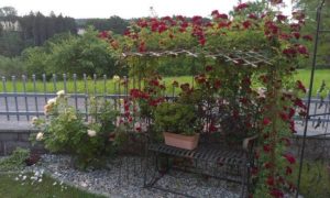 Rose 'Chevy Chase' - Pnoucí rostliny