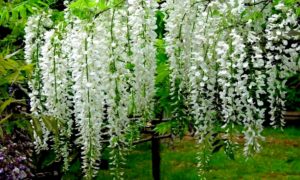 Rośliny pnące Kwitnąca wisteria - Wisteria floribunda 'Alba' - Rośliny uciągowe
