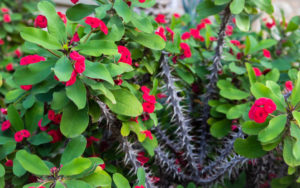 Plantas de interior interesantes Espino de fuego (Crown-of-thorns)