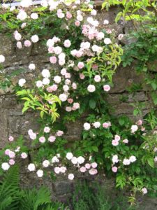 Pnoucí růže - Rosa 'Paul's Himalayan Musk' - Pnoucí rostliny 