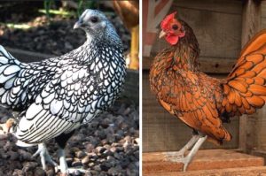 Pollo Sebright (pollo Sebright) Razas raras de gallinas