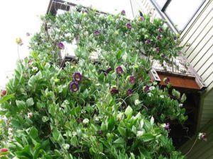 Cobaea scandens - Cobaea scandens - Rychle rostoucí  popínavé rostliny