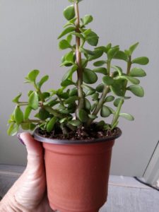 Planta de jade