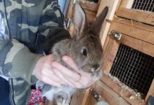 Ako držať zajaca - Kedy môžeme chytať malé zajace do rúk