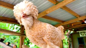 4. Razas ornamentales de gallinas Holandés