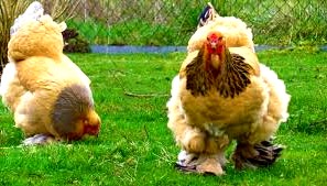 Razas ornamentales de gallinas 8. Cochin pollo