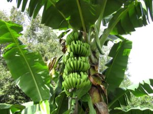 Rośliny w lesie deszczowym 16. Bananowiec