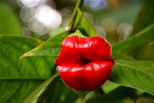 Rośliny w lesie deszczowym 9. Hot Lips