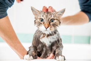 Jak koupat kočku