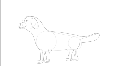 Ako nakresliť psa Obrysy 2