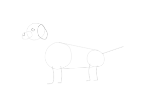 Jak narysować psią twarz