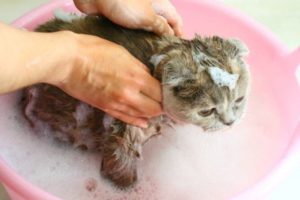 Jak koupat kočku