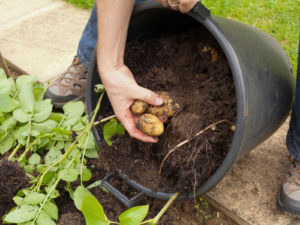 Cómo plantar patatas
