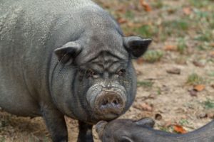 Charakterystyka świni wietnamskiej - Świnka wietnamska