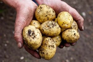 Cuándo y cómo cavar patatas