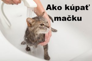 Kdy mohu kotě vykoupat