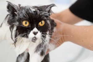 Kąpać kota czy nie kąpać