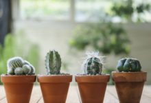 Ako pestovať kaktusy
