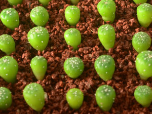 Cómo cultivar un cactus a partir de semillas