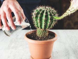 Ako zalievať kaktusy
