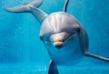 Cicavce Čierne more živočíchy delfíny