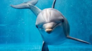 Mamíferos Animales del mar negro delfines