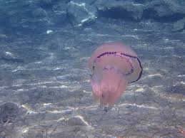 Medúzy v Černém moři