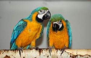 Papoušek Ara Charakteristika