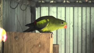 Hnízdění papoušků horských