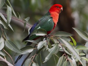 Papoušek královský (Royal Parrot) charakteristiky