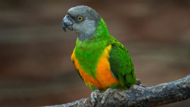 Papagáj senegalský opis