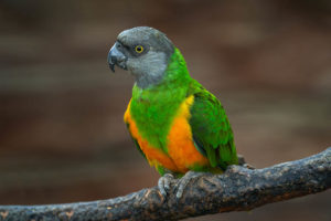 Papagáj senegalský s iným papagájom