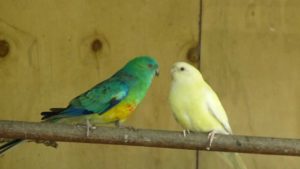 Papoušek zpěvný s jiným druhem papouška