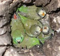 Rozmery budky pre papagáje spevavé