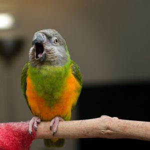Rozmnožování Papoušek senegalský