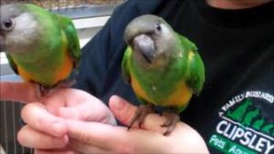 Chování Papoušek senegalský