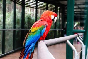 Starostlivosť a kŕmenie papagáj Ara
