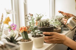 Teplota a vlhkost - Jak pěstovat kaktusy