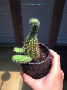 Jak pěstovat kaktusy