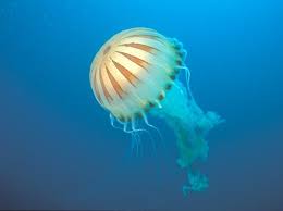 medúza kompasová