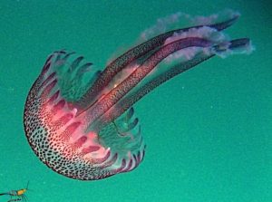 medusa Croacia Pelagia noctiluca