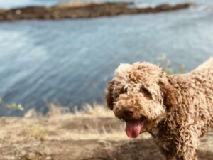 Perro Lagotto Romagnolo - Últimas razas de perros