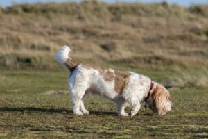Raza de perro Grand Basset Griffon Vendéen - Nuevas razas de perros