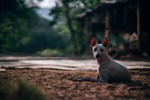 American Hairless Terrier - Nuevas razas de perros