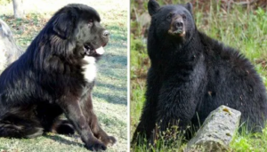 4. Mastif tybetański - pies jak niedźwiedź