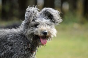 Perro pumi - Últimas razas de perros